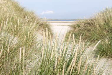 Dutch sand dunes clipart