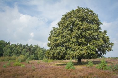 büyük eski kayın ağacı bir heatherfield