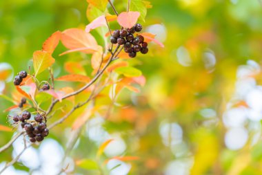 renkli sonbahar arka plan siyah çilek ile