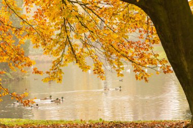 sonbahar yaprakları ile çerçeveli arka