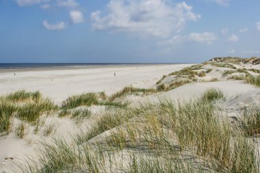 Sand dunes at the coast of Holland clipart