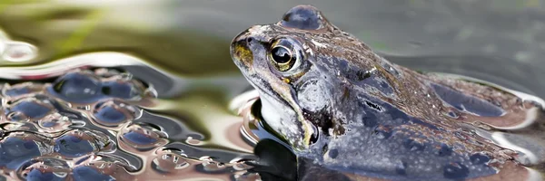 Brown frog panorama — Stock Photo, Image