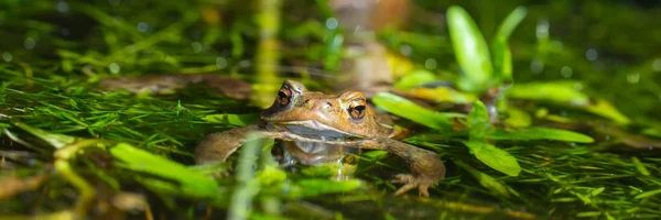 Brown frog panorama — Stock Photo, Image