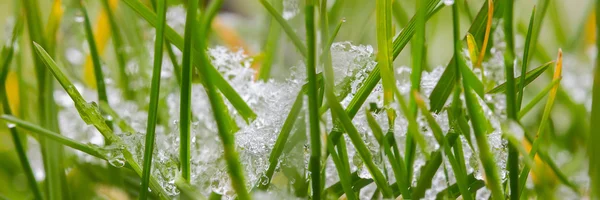 Πανόραμα μακροεντολή με χιόνι στο χόρτο — Φωτογραφία Αρχείου