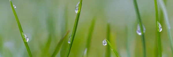 Yağmur damlaları çim ile Panorama makro