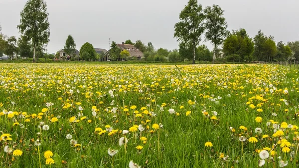Meadow with colourful flowers and a house in the background — Stock Photo, Image