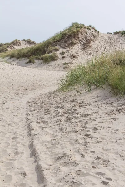 Песчаные дюны Нидерландов — стоковое фото