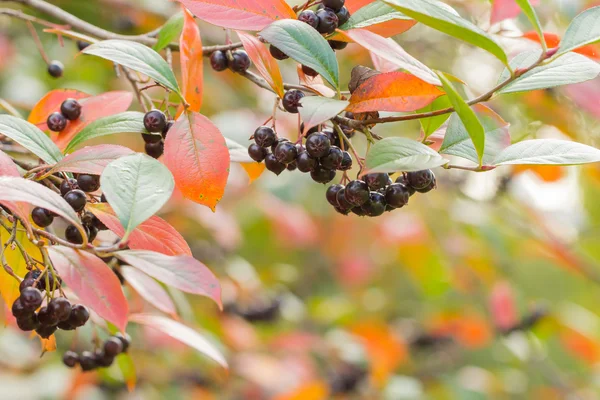 Colorful autumn background with black berries — Stock Photo, Image