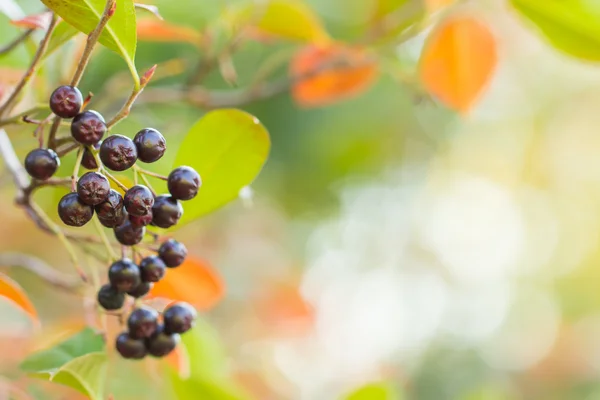Podzimní barevné pozadí s černými plody — Stock fotografie