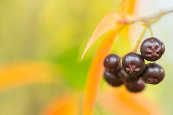 Bunte Herbst Hintergrund mit schwarzen Beeren — Stockfoto