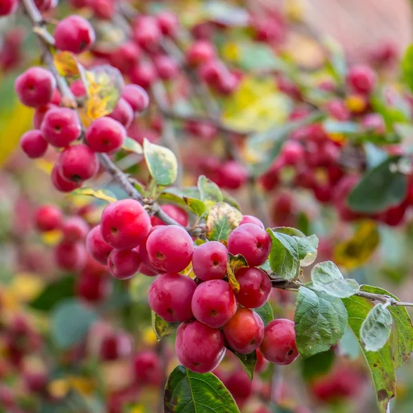 Crabapple — Stock Photo, Image