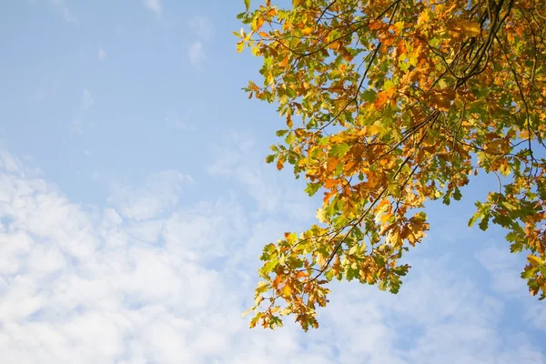 Rama con hojas en colores otoñales frente a un cielo azul — Foto de Stock
