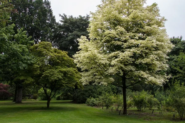 White acer — Stock Photo, Image