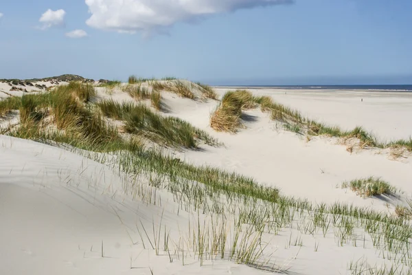 Sanddyner vid kusten i holland — Stockfoto