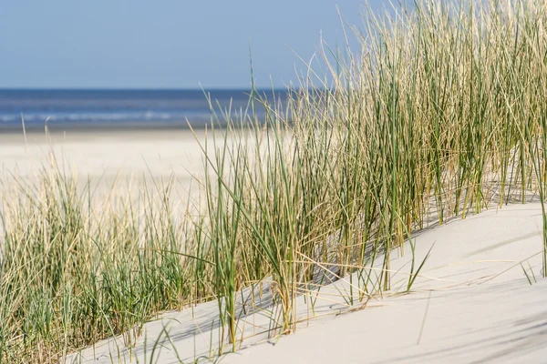 Dunas de arena en la costa de Holanda —  Fotos de Stock