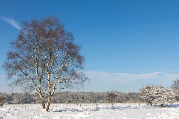 Winter snow landscape in Holland — Stock Photo, Image