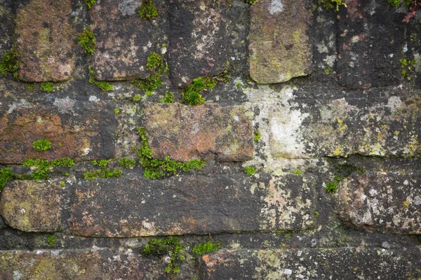 Vieux mur de briques — Photo