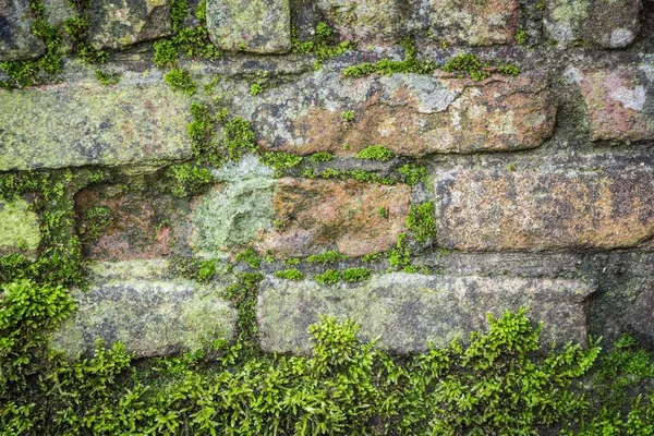 Alte Ziegelmauer — Stockfoto