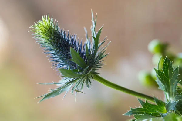 Mavi thistle — Stok fotoğraf