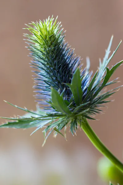 Blue thistle — Stock Photo, Image