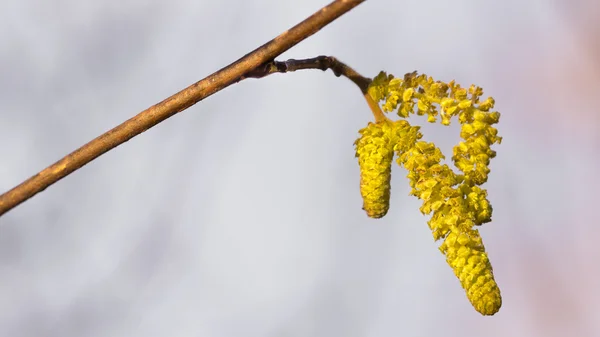 Flor de avelã amarela na frente de um céu azul — Fotografia de Stock