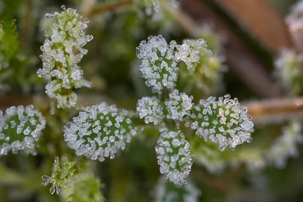 Salju putih pada daun kecil segar — Stok Foto