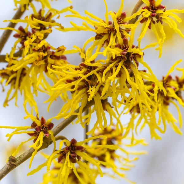 Flor de uma avelã bruxa selvagem — Fotografia de Stock