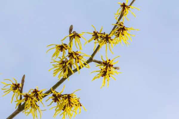 Blomma av en vild trollhassel — Stockfoto