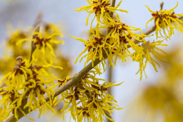 Blomma av en vild trollhassel — Stockfoto