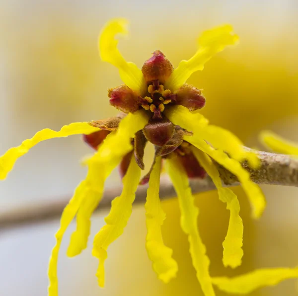 野生のマンサクの花 — ストック写真