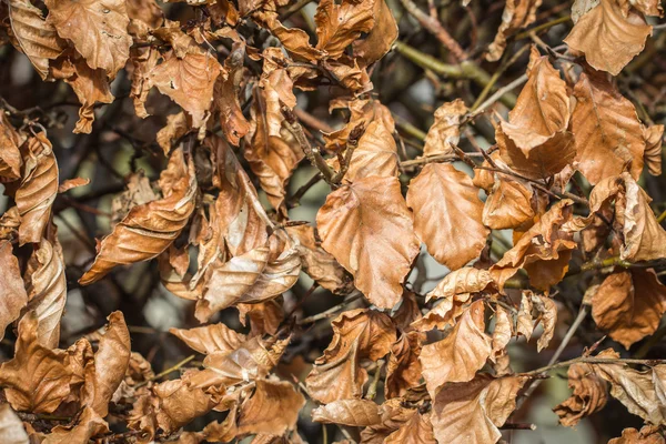 Буковая изгородь с сухими листьями осенью — стоковое фото
