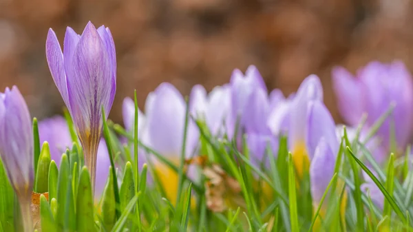 Na jaře kvetoucí Krokus — Stock fotografie