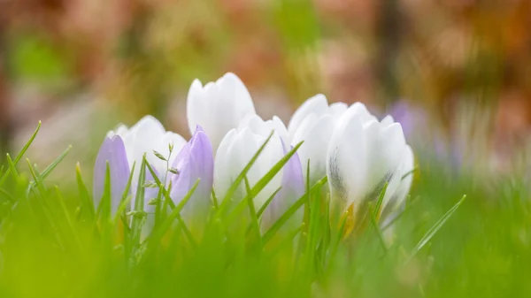 Na jaře kvetoucí Krokus — Stock fotografie