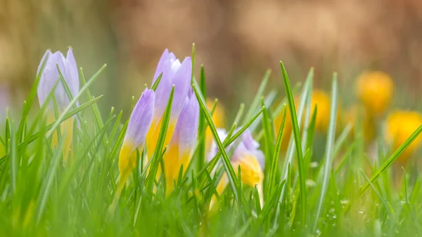 Krokusblüte im Frühling — Stockfoto