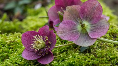 çiçek açan helleborus çiçekler