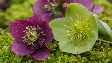 çiçek açan helleborus çiçekler