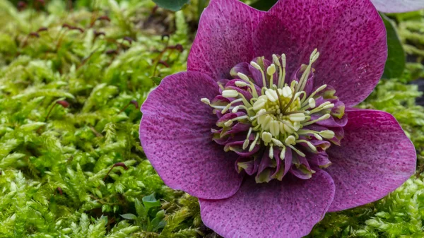 Blühende Helleborusblüten — Stockfoto