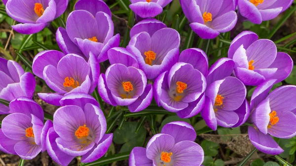 Purple crocus panorama — Stock Photo, Image