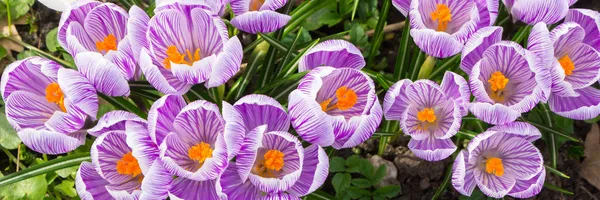 Purple crocus panorama — Stock Photo, Image