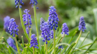 Mavi üzüm sümbül