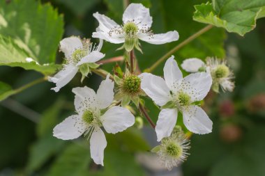 çiçek açan blackberry