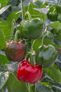 Bir sera içinde büyüyen biber