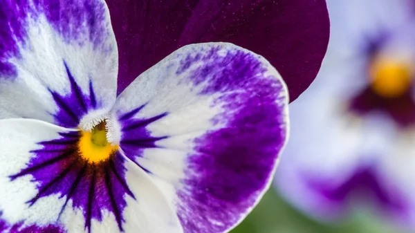 Purple viola — Stock Photo, Image