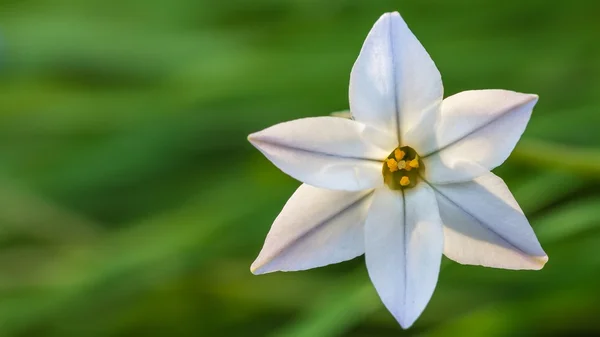 Flor de primavera blanca — Foto de Stock
