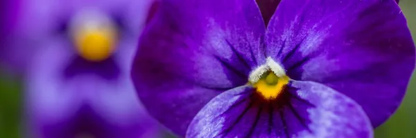 Purple viola — Stock Photo, Image