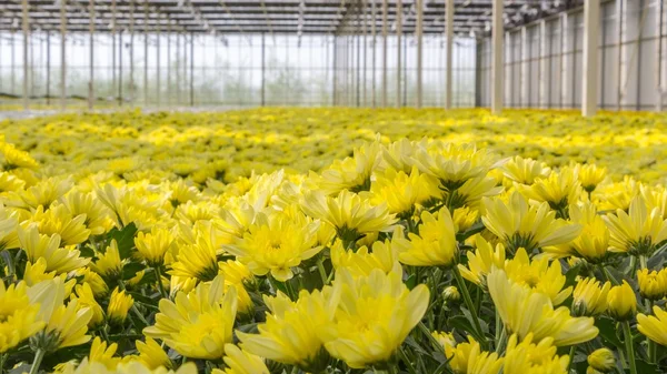 Красочные хризантемы в голландской оранжерее — стоковое фото