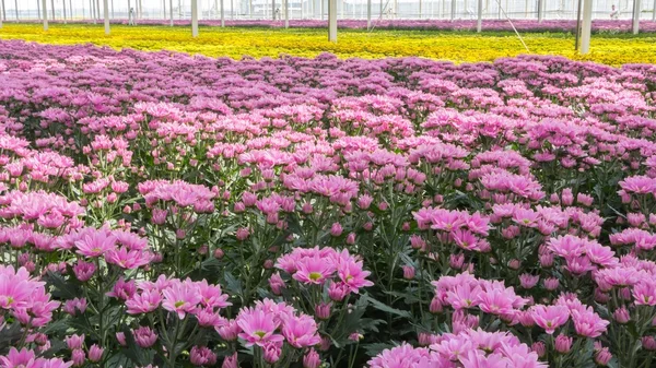 Färgglada krysantemum i holländska växthus — Stockfoto