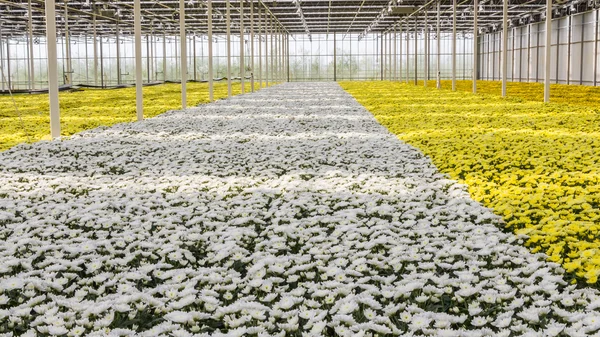 Colorful chrysanthemums in a Dutch greenhouse — Stock Photo, Image