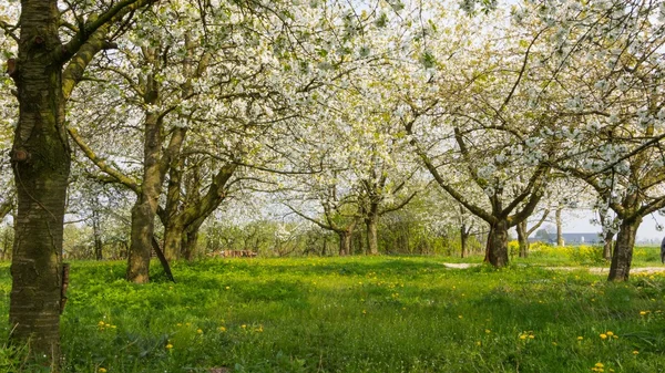 春に咲く果樹園 — 图库照片