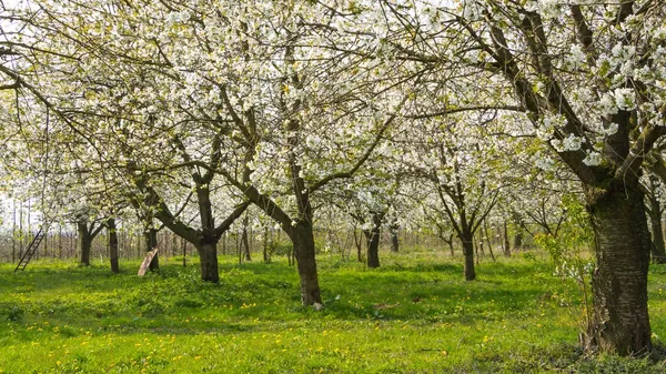 Blooming fruit orchard in spring — Stock Photo, Image